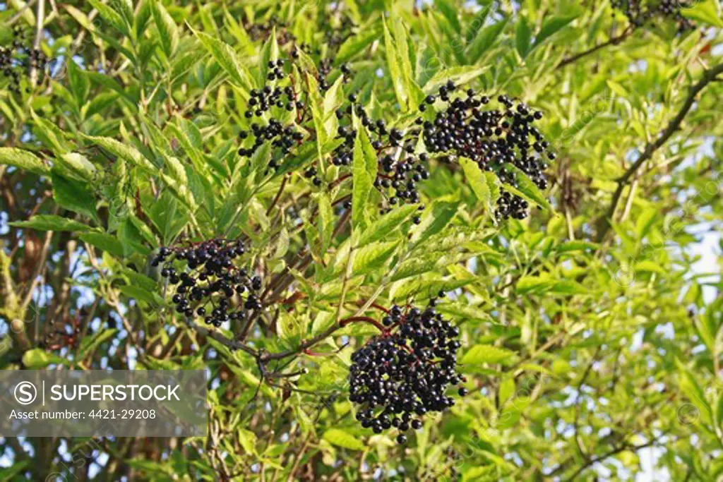 Elder (Sambucus nigra) close-up of leaves and berries, growing in river valley fen, Middle Fen, Redgrave and Lopham Fen N.N.R., Waveney Valley, Suffolk, England, september