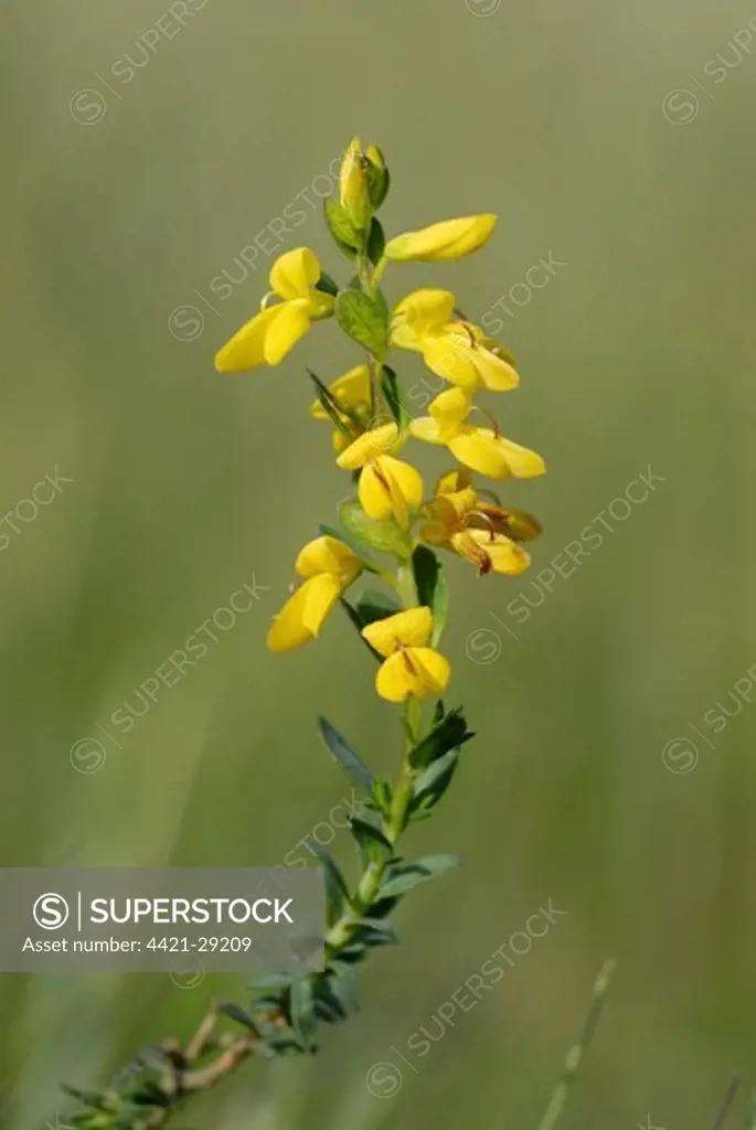 Petty Whin (Genista anglica) flowering, growing on rhos pasture, Welsh Moor Nature Reserve, Gower Peninsula, South Wales, may