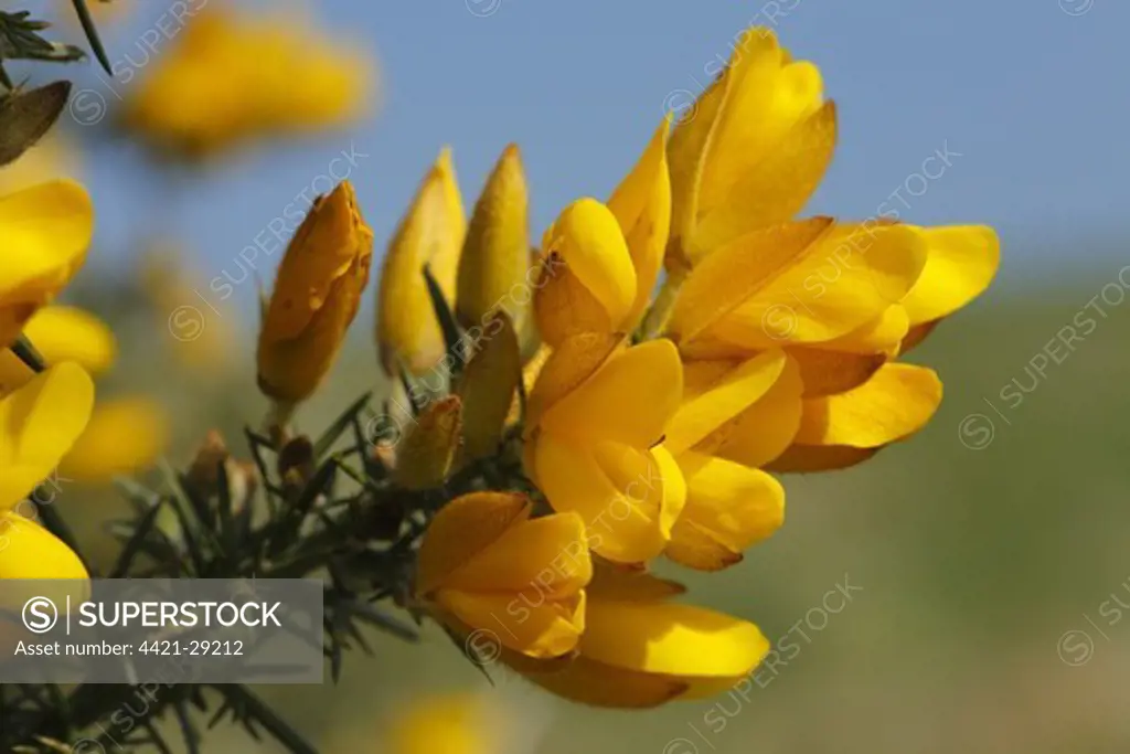 Common Gorse (Ulex europaeus) close-up of flowers, Powys, Wales