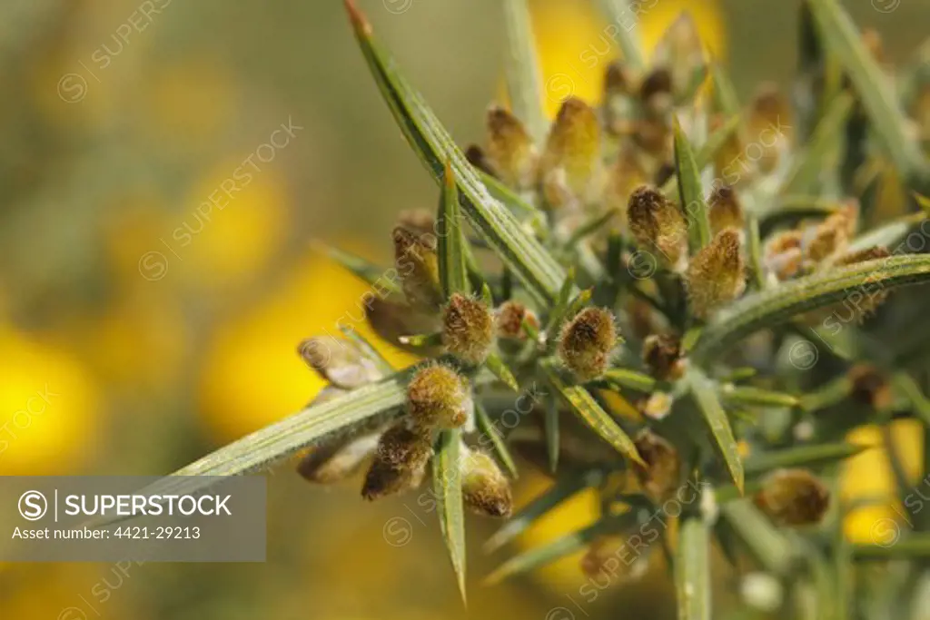 Common Gorse (Ulex europaeus) close-up of spines and flowerbuds, Powys, Wales