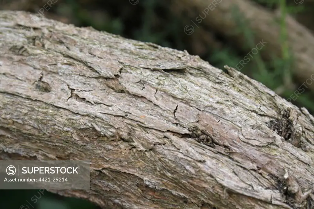 Common Gorse (Ulex europaeus) close-up of bark, Landguard Peninsula, Felixstowe, Suffolk, England, august