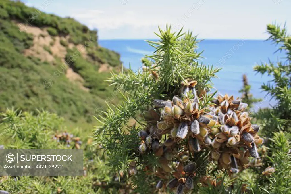 Common Gorse (Ulex europaeus) close-up of seedpods, growing in gulley of slumped sea cliff, Whitecliff Bay, Isle of Wight, England, june