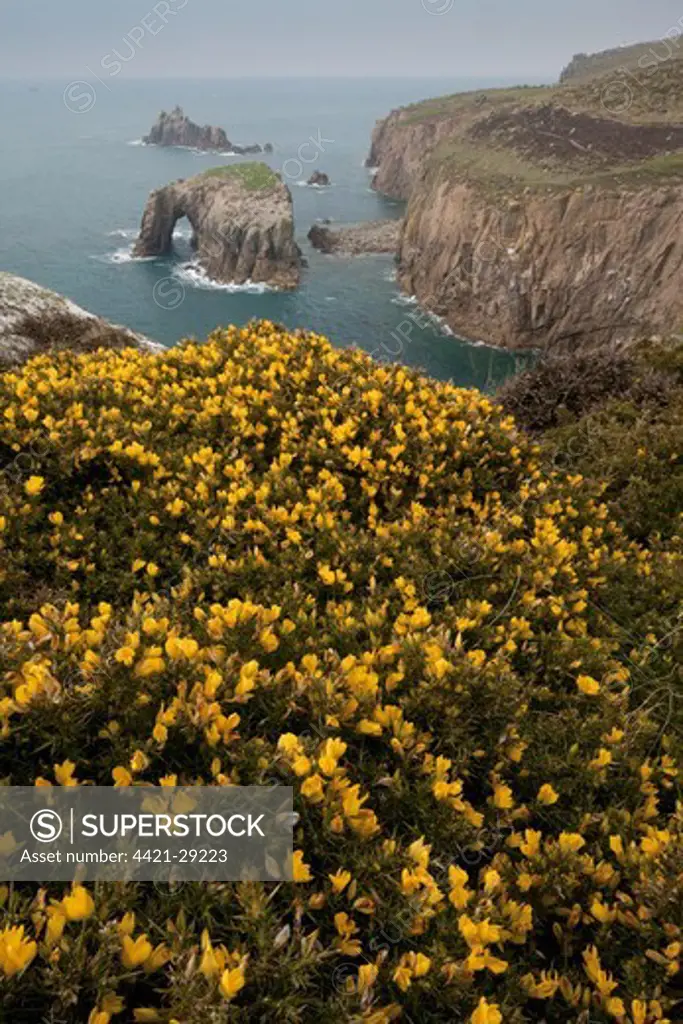 Common Gorse (Ulex europaeus) flowering, growing on clifftop with sea arch in distance, Land's End, Cornwall, England, march