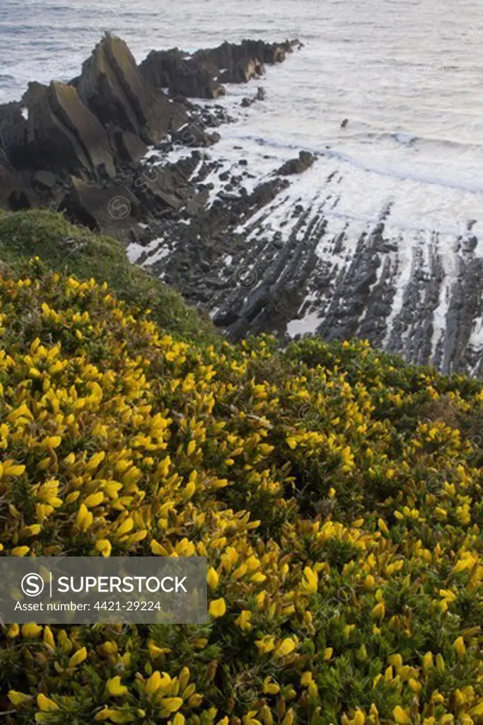 Common Gorse (Ulex europaeus) flowering, growing on clifftop habitat, Hartland Quay, North Devon, England, may
