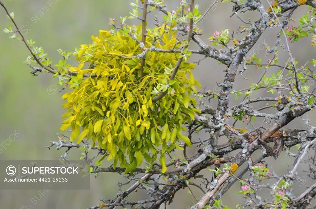 Mistletoe (Viscum album) growing in tree with flowerbuds, Italy, april