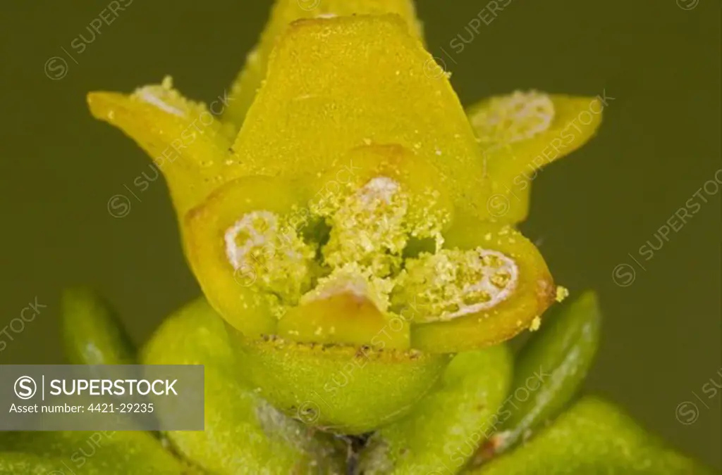 Mistletoe (Viscum album) close-up of male flowers with pollen, Dorset, England, february