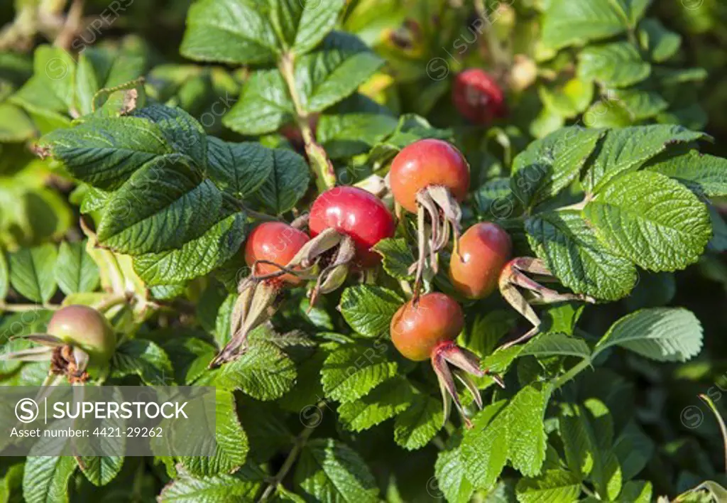 Japanese Rose (Rosa rugosa) introduced species, close-up of rosehips, Holyhead Mountain, Holy Island, Anglesey, Wales, August