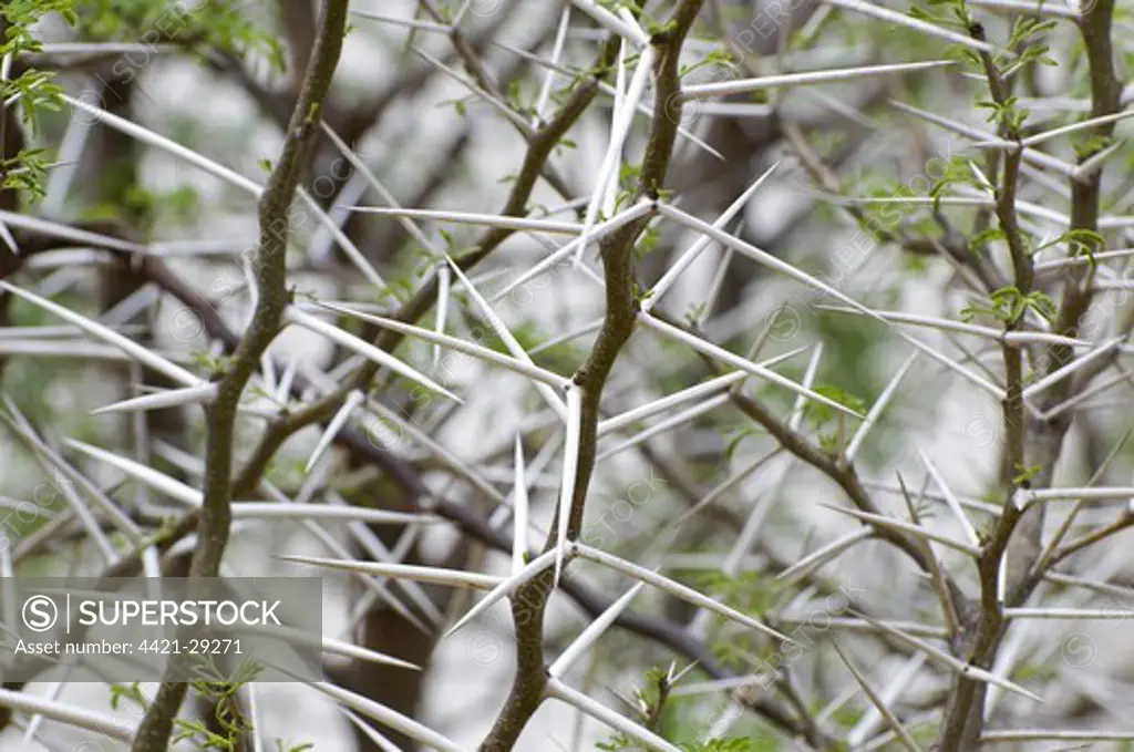 Karoo Thorn (Acacia karoo) close-up of thorns