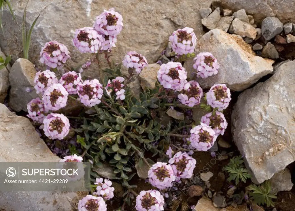 Burnt Candytuft (Aethionema saxatile) flowering, growing amongst limestone rocks, Mount Parnassus, Greece