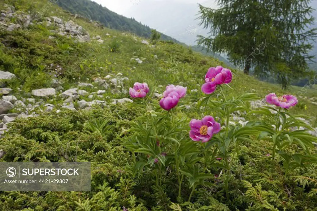 European Peony (Paeonia officinalis) flowering, growing on limestone mountain slope, Monte Baldo, Italian Alps, Italy, june