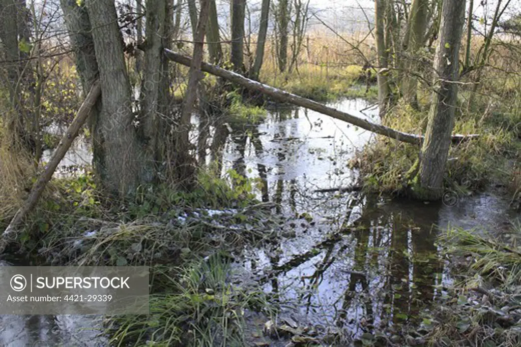 Common Alder (Alnus glutinosa) alder carr wet woodland habitat with ice, in river valley fen, Redgrave and Lopham Fen N.N.R., Waveney Valley, Suffolk, England, november