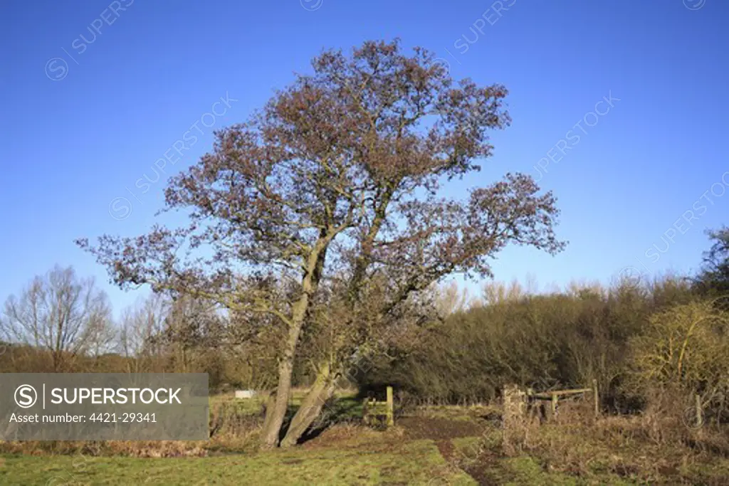 Common Alder (Alnus glutinosa) habit, growing on unimproved wet grazing meadow, River Dove, Thornham Magna, Suffolk, England, january