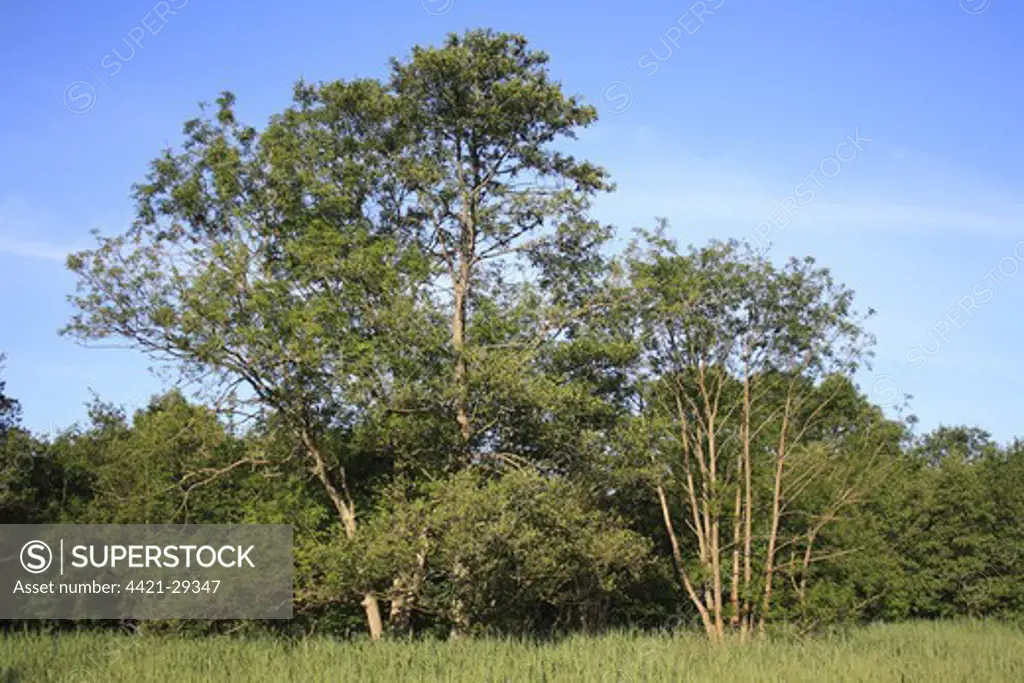 Common Alder (Alnus glutinosa) habit, growing at edge of carr wet woodland habitat in valley fen reserve, Roydon Fen, Roydon, Upper Waveney Valley, Norfolk, England, june