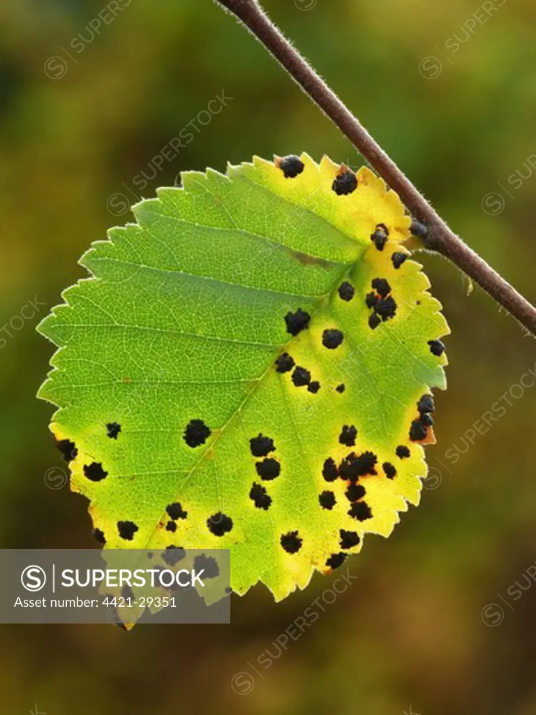 Common Alder (Alnus glutinosa) close-up of leaf, in autumn colour with tar spot disease lesions, Leicestershire, England, november