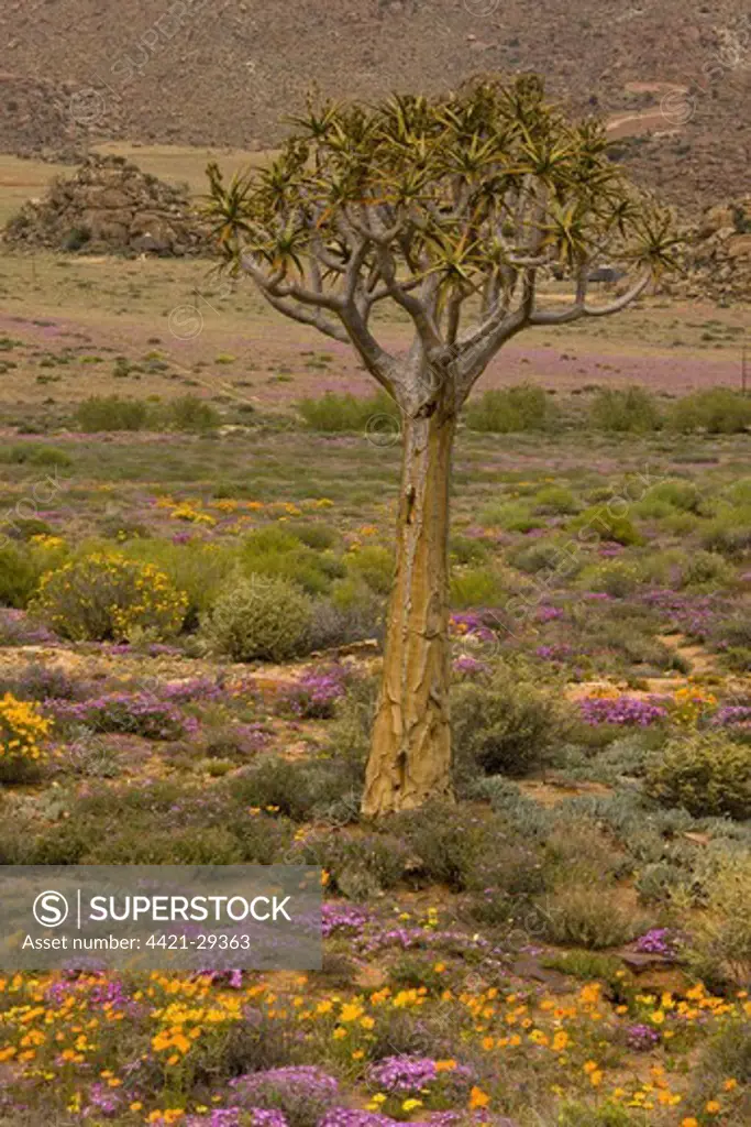 Kokerboom (Aloe dichotoma), Orange Daisy (Tripteris hyoseroides), Dew Vygie (Drosanthemum hispidum), Goegap, Namaqualand, South Africa