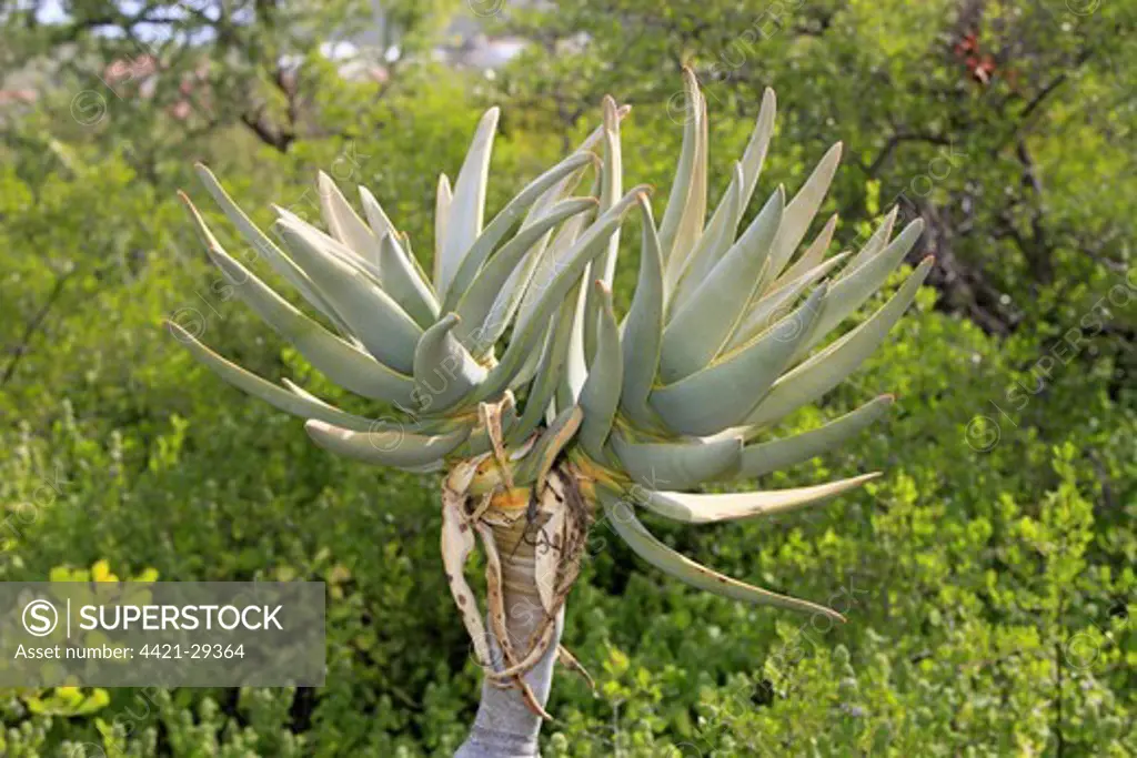 Kokerboom (Aloe dichotoma) leaves, Karoo Desert National Botanical Garden, Worcester, Western Cape, South Africa