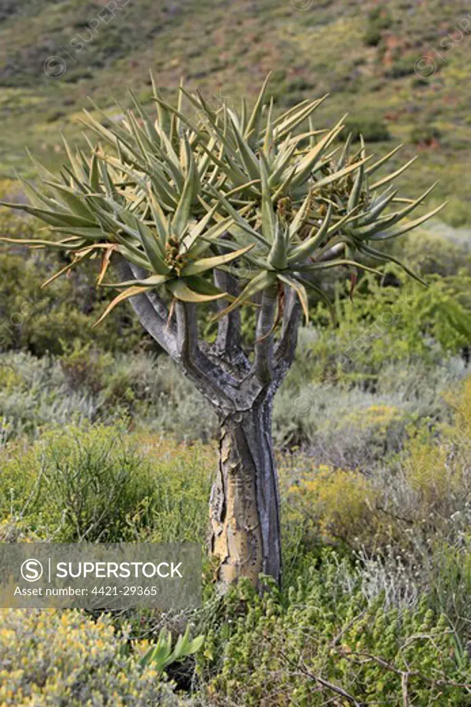 Kokerboom (Aloe dichotoma) habit, Karoo Desert National Botanical Garden, Worcester, Western Cape, South Africa