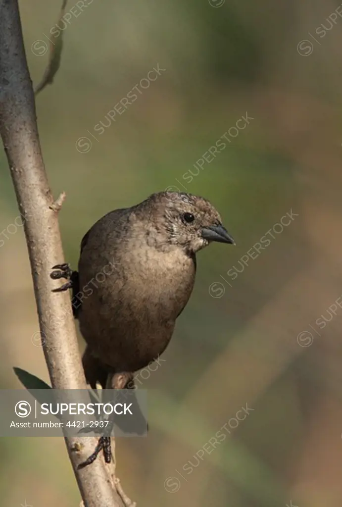 Shiny Cowbird (Molothrus bonariensis) adult female, in head moult, perched on branch, Costanera Sur Nature Reserve, Buenos Aires Province, Argentina, august