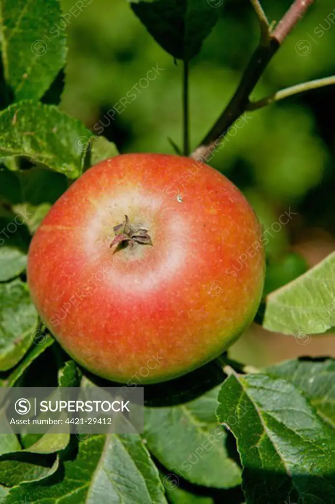 Cultivated Apple (Malus domestica) 'Discovery', close-up of fruit, growing in orchard, Norfolk, England, august