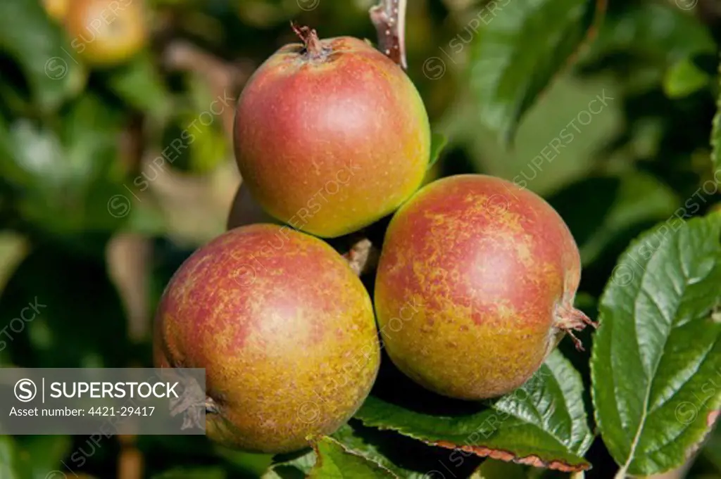 Cultivated Apple (Malus domestica) 'D'Arcy Spice', close-up of fruit, growing in orchard, Norfolk, England, august
