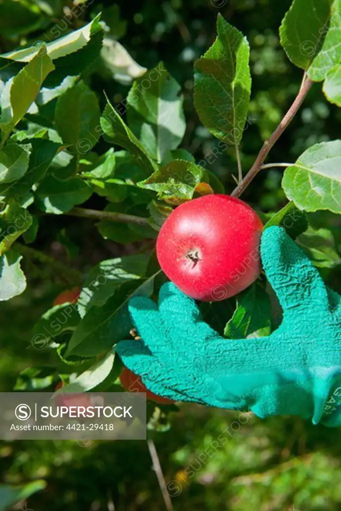 Cultivated Apple (Malus domestica) 'Discovery', close-up of fruit, growing in orchard, being hand picked, Norfolk, England, august