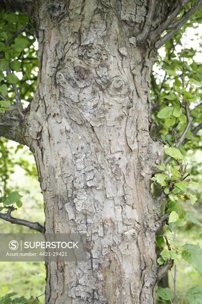 Wild Crabapple (Malus sylvestris) close-up of bark, in hedgerow, Redgrave and Lopham Fen, Waveney Valley, Suffolk, England, september