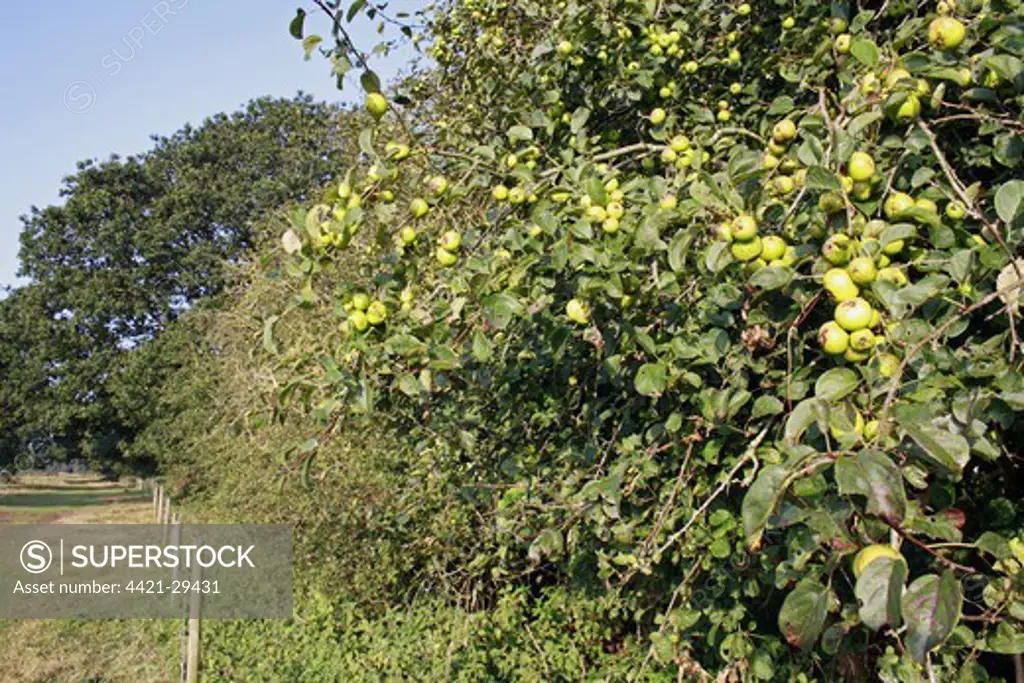 Wild Crabapple (Malus sylvestris) fruit, growing in hedgerow habitat at edge of river valley fen, Middle Fen, Redgrave and Lopham Fen N.N.R., Waveney Valley, Suffolk, England, september