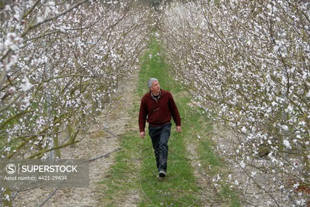 Apricot (Prunus armeniaca) flowering orchard, U.K. crop possible due to milder climate, Blackmoor Estate, Hampshire, England, spring