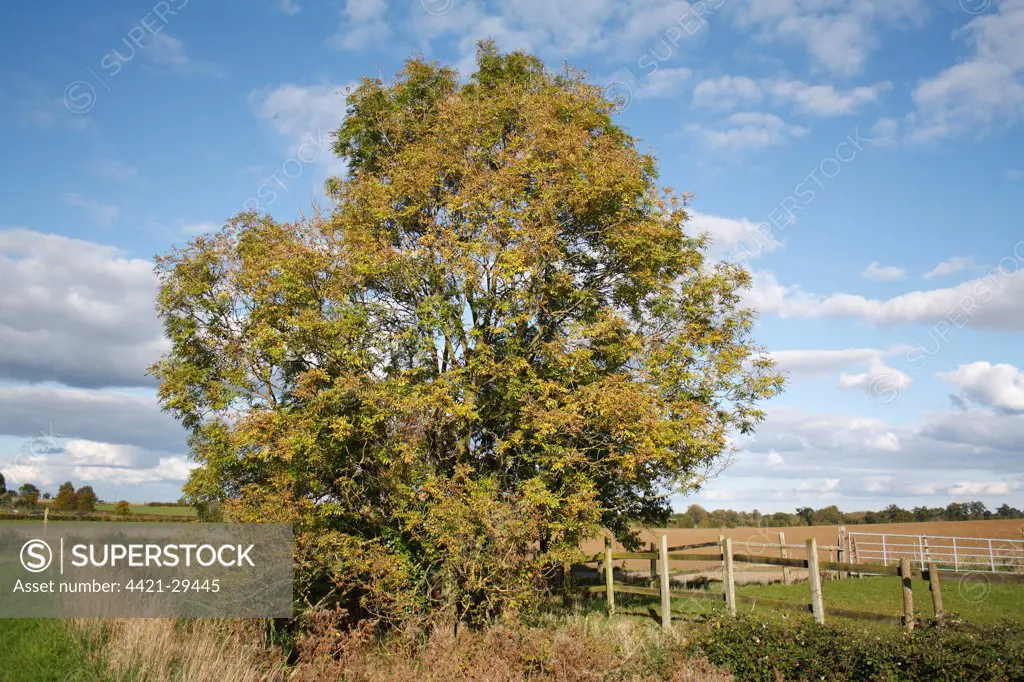 Common Ash (Fraxinus excelsior) habit, mature tree growing at edge of field in farmland habitat, Bacton, Suffolk, England, october