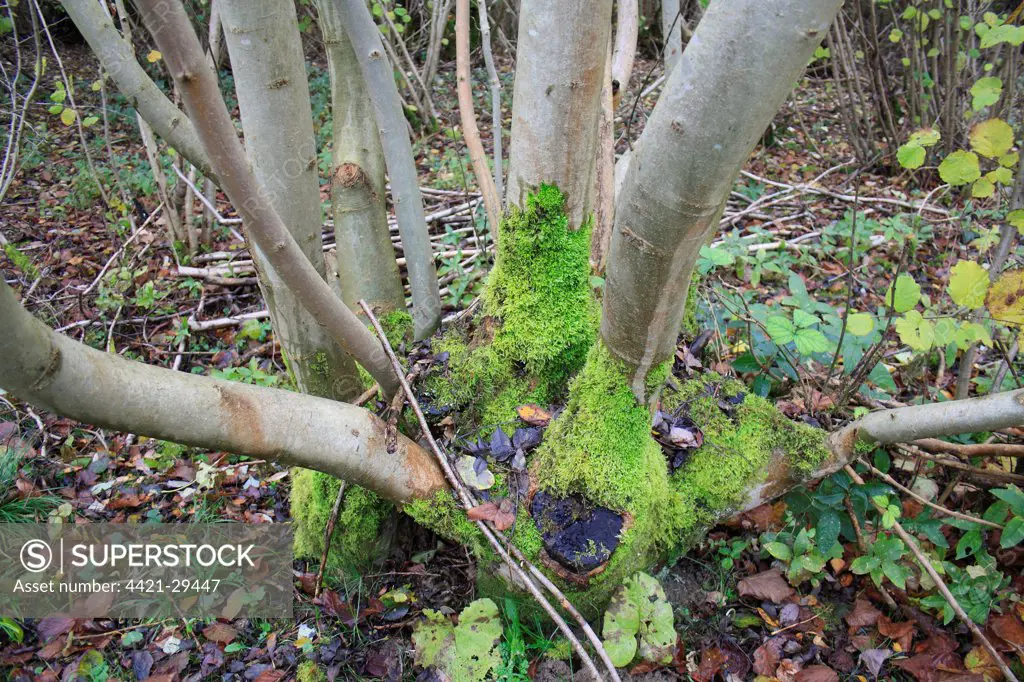 Common Ash (Fraxinus excelsior) coppiced stool with moss, in coppice woodland reserve, Bradfield Woods N.N.R., Bradfield St. George, Suffolk, England, november