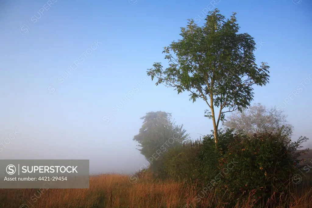 Common Ash (Fraxinus excelsior) habit, growing in hedgerow beside permanent set-a-side at edge of arable field in mist at dawn, Bacton, Suffolk, England, october