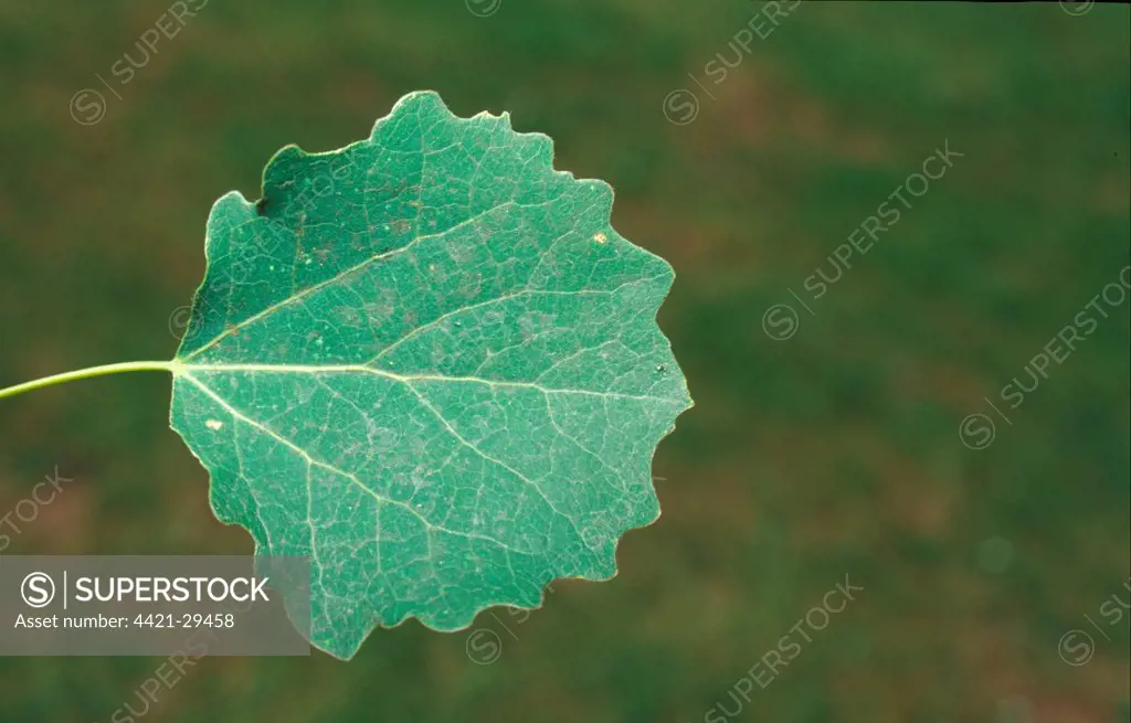 Aspen (Populus tremula) Leaf/upper, July