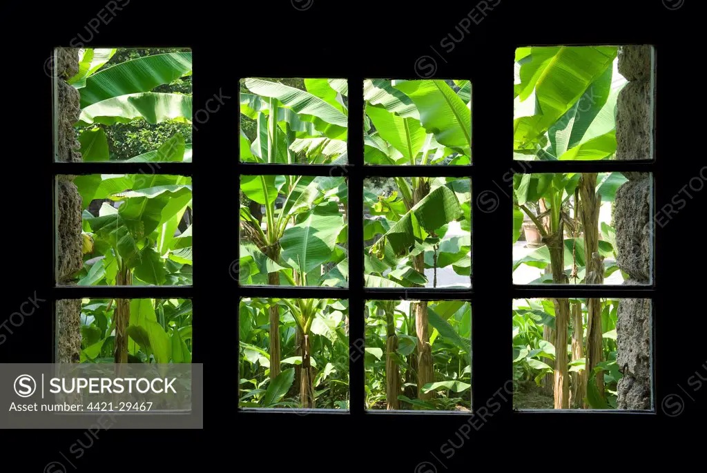 Banana (Musa sp.) plants, growing in garden viewed through house window, Lake Como, Lombardy, Italy