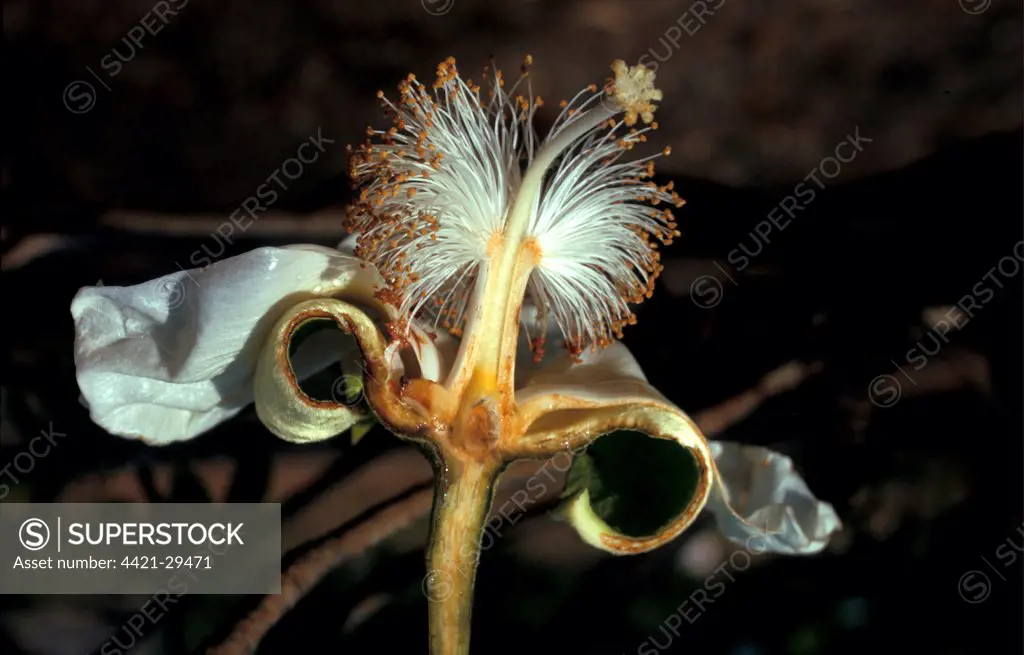 Tree - Baobab (Adansonia digitata) close-up of dissected flower