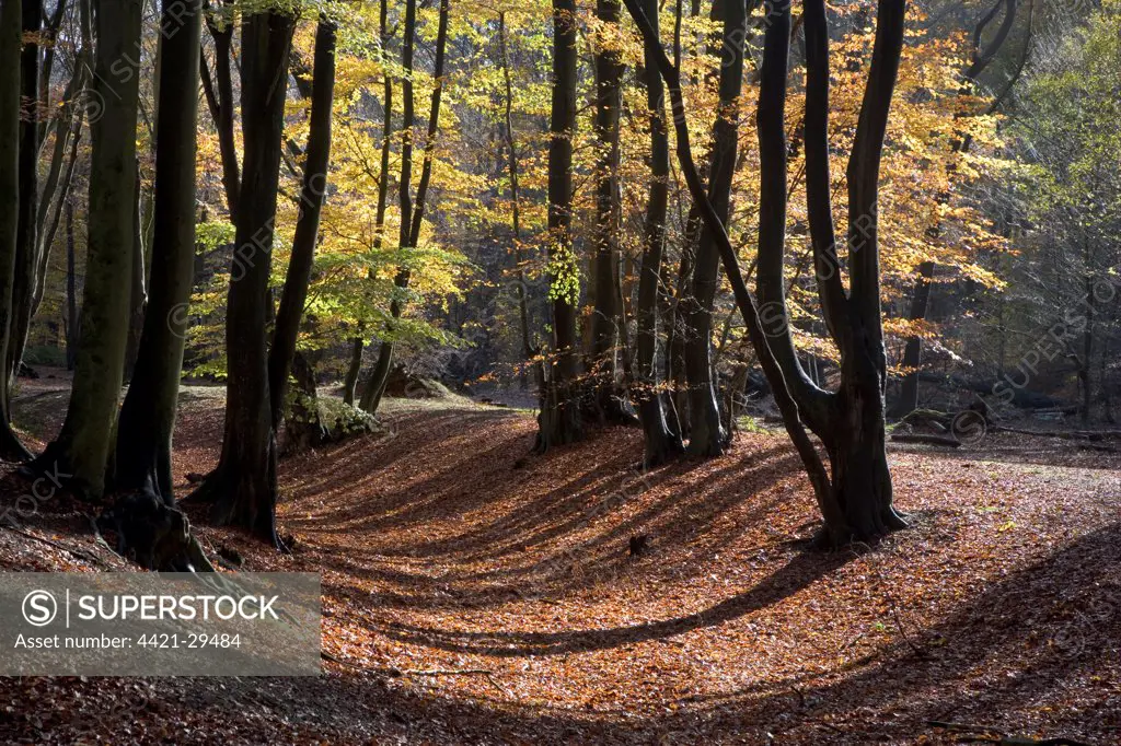 Common Beech (Fagus sylvatica) mature woodland habitat, lining ancient earthworks, Ambresbury Banks, Epping Forest, Essex, England, november