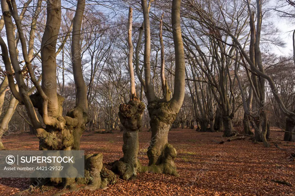 Common Beech (Fagus sylvatica) ancient pollards in woodland habitat, Great Monk Wood, Epping Forest, Greater London, England, march