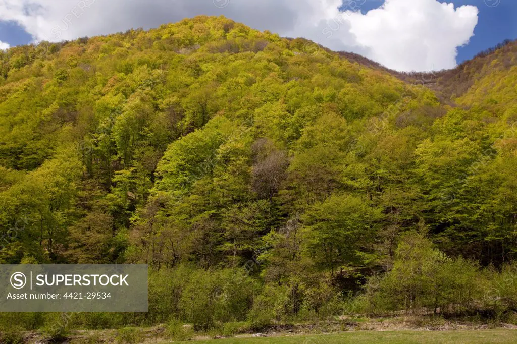 Oriental Beech (Fagus orientalis) mixed montane woodland habitat, Gudani Valley, Great Caucasus, Georgia, spring