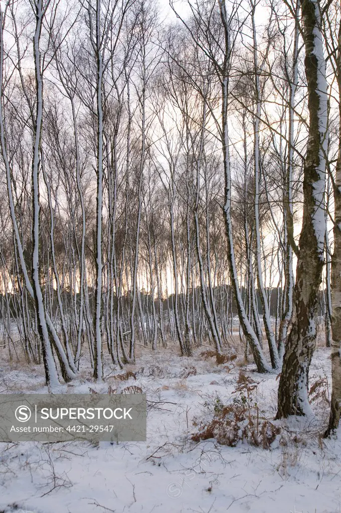 Silver Birch (Betula pendula) woodland habitat in snow, Sussex, England, winter