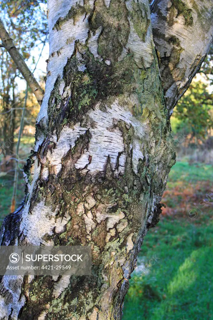 Silver Birch (Betula pendula) close-up of trunk, growing in woodland at edge of fen, in valley fen reserve, Market Weston Fen, Market Weston, Suffolk, England, november