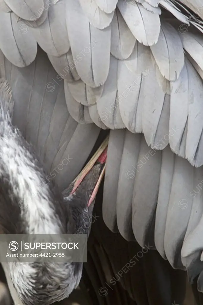 Common Crane (Grus grus) adult, preening, close-up of head and feathers, Lake Hornborga, Sweden, spring