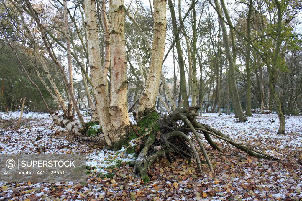 Silver Birch (Betula pendula) lateral growth of fallen trunk, in snow covered woodland habitat at edge of river valley fen, Redgrave and Lopham Fen N.N.R., Waveney Valley, Suffolk, England, november