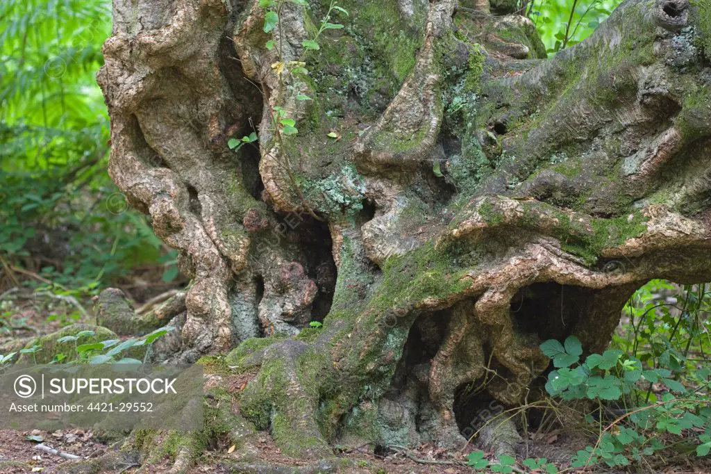 Silver Birch (Betula pendula) gnarled trunk of old tree, Norfolk, England, july