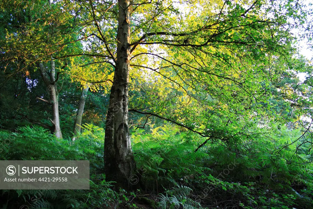 Silver Birch (Betula pendula) habit, growing in woodland habitat in late evening sunlight, Alverstone Mead Local Nature Reserve, Alverstone, Isle of Wight, England, june
