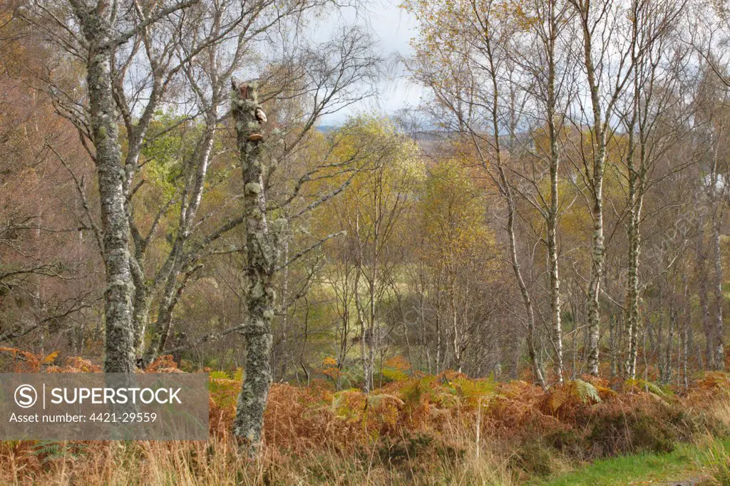 Silver Birch (Betula pendula) woodland habitat, Muir of Dinnet National Nature Reserve, Deeside, Aberdeenshire, Scotland, october