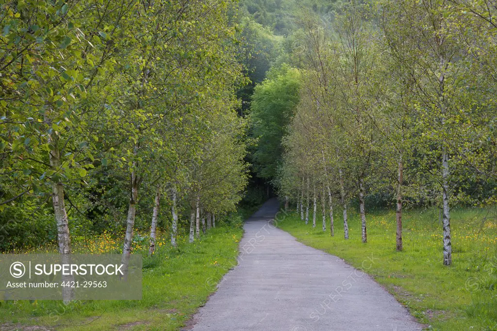 Silver Birch (Betula pendula) avenue, lining track through forest, Cwmcarn Forest Drive, Nantcarn Valley, Caerphilly, South Wales, june