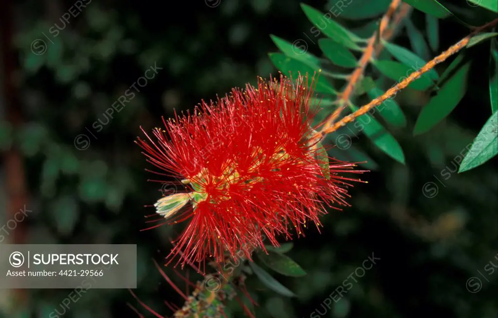 Bottlebrush (Callistemon citrinus var.Splendens) Flower cluster