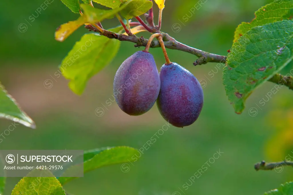 Damson (Prunus domestica var. insititia) 'Shropshire Prune', close-up of fruit, growing in orchard, Norfolk, England, august