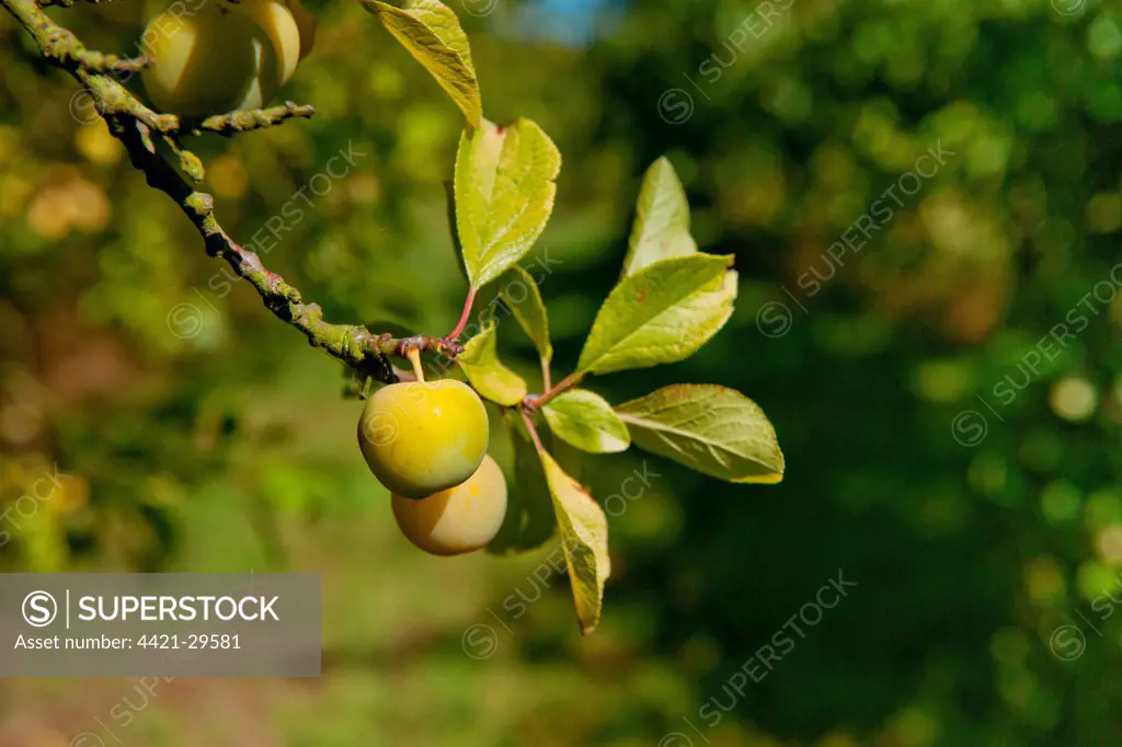 Damson (Prunus domestica var. insititia) 'Mirabelle Golden Sphere', close-up of fruit, growing in orchard, Norfolk, England, august