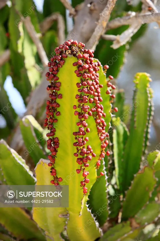 Candelabra Tree (Euphorbia ingens) in fruit, Karoo Desert National Botanical Garden, Worcester, Western Cape, South Africa