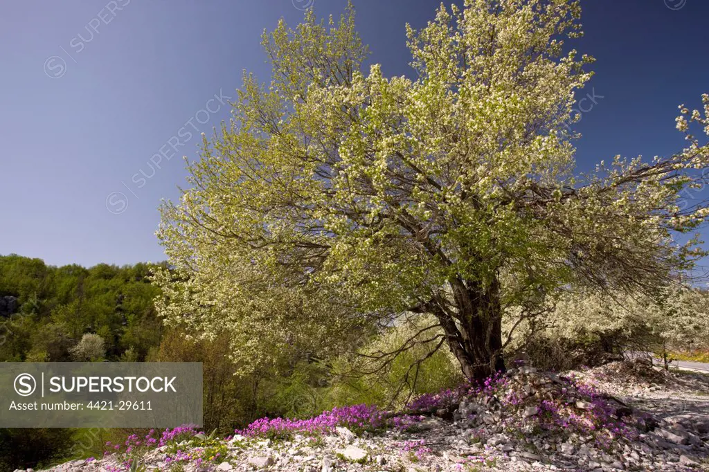 Saint Lucie Cherry (Prunus mahaleb) habit, in flower, with Greek Annual Stock (Malcolmia angulifolia), Vikos Gorge, Epirus, Greece, spring